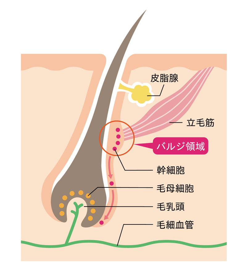 頭皮の下の毛根周りの様子です。