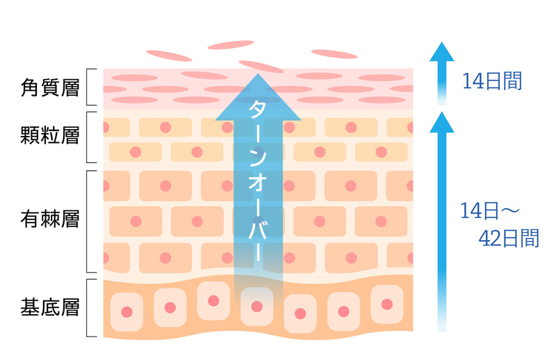 新しい皮膚が形成されるイメージ